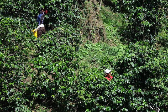 Farmer Strauch Kaffeeernte