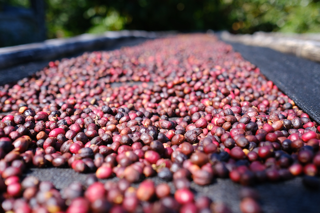 Trockengestell Sonne Panama Kaffeekirsche Kaffeepflanze Frucht Ernte Kaffeefarm Strauch