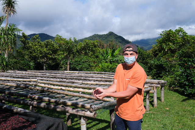 David Kaffee in Hand Limonara Trockengestelle Sonne Kaffeekirsche Kaffeepflanze Frucht Ernte Kaffeefarm Strauch