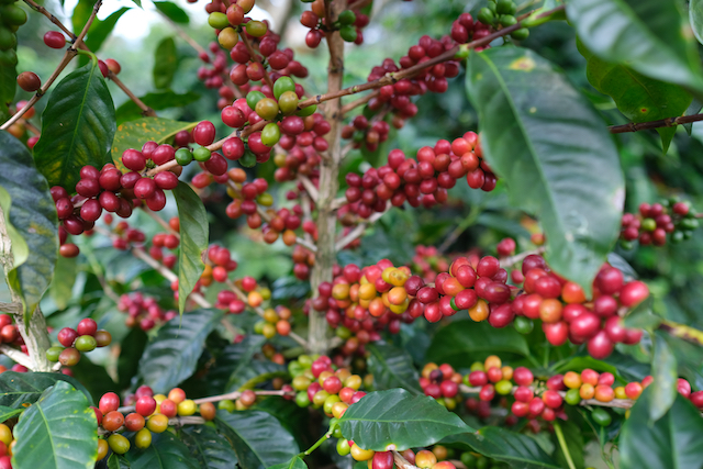 Rohstoff Cascara Baum Kaffeekirsche Kaffeepflanze Frucht Ernte Kaffeefarm Strauch